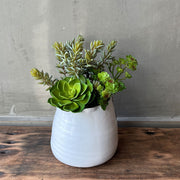 SUCULENTA ECHEVERIA VERDE CLARO 13CM