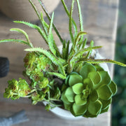 SUCULENTA ECHEVERIA VERDE CLARO 13CM