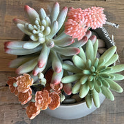 SUCULENTA AEONIUM ROJA