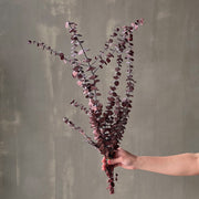 VARAS PRESERVADAS EUCALIPTO BABY BURDEO