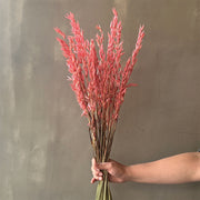 VARAS SECAS AVENA ROSADA