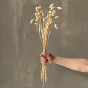 VARAS SECAS PHALARIS BLANCO