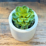 SUCULENTA ECHEVERIA VERDE CLARO 13CM