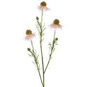 EQUINÁCEA ROSADA 70CM