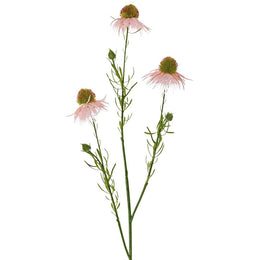 EQUINÁCEA ROSADA 70CM