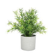 MACETA DE ROMERO 20 CM