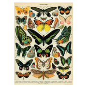 LÁMINA IMPRESA BUTTERFLIES CHART II