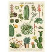 LÁMINA IMPRESA CACTI & SUCCULENTS