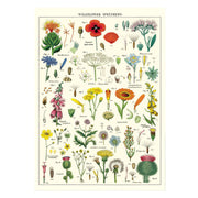 LÁMINA IMPRESA WILDFLOWERS