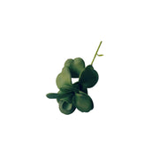 SUCULENTA JADE VERDE