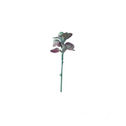 SUCULENTA JADE ROSADO