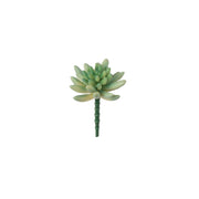 SUCULENTA SEDUM PACHYPYLUM VERDE 10CM