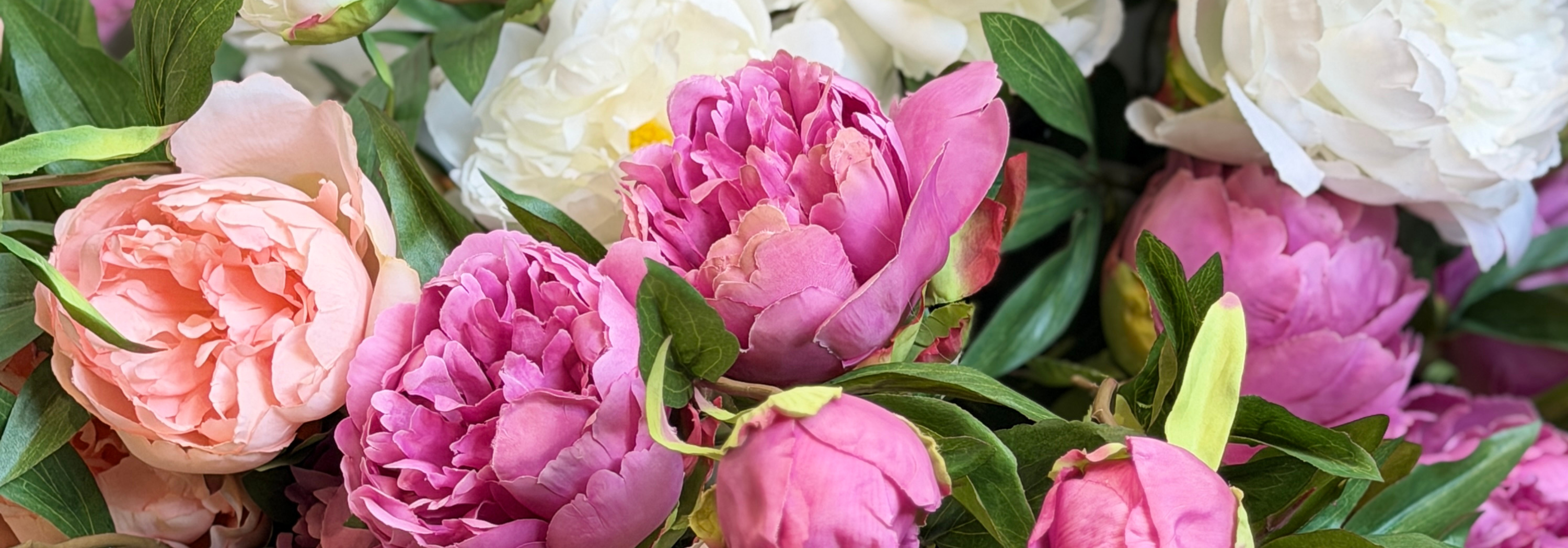 PEONIAS