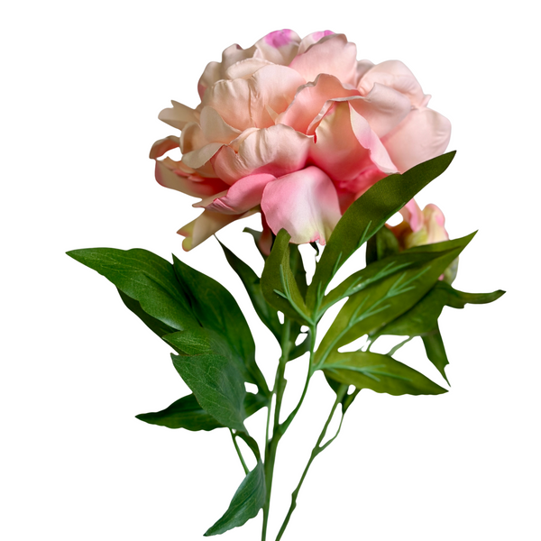 PEONÍA DAMASCO ABIERTA 65 CM