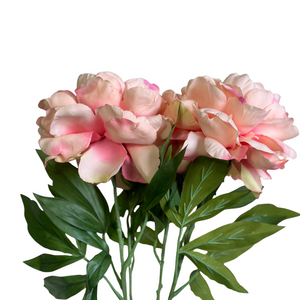 PEONÍA DAMASCO ABIERTA 65 CM