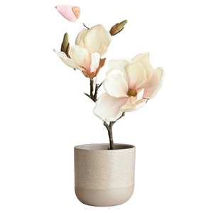 MAGNOLIA SOULANGEANA ROSA PALIDO EN FLORERO