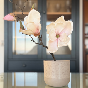 MAGNOLIA SOULANGEANA ROSA PALIDO 48 CM