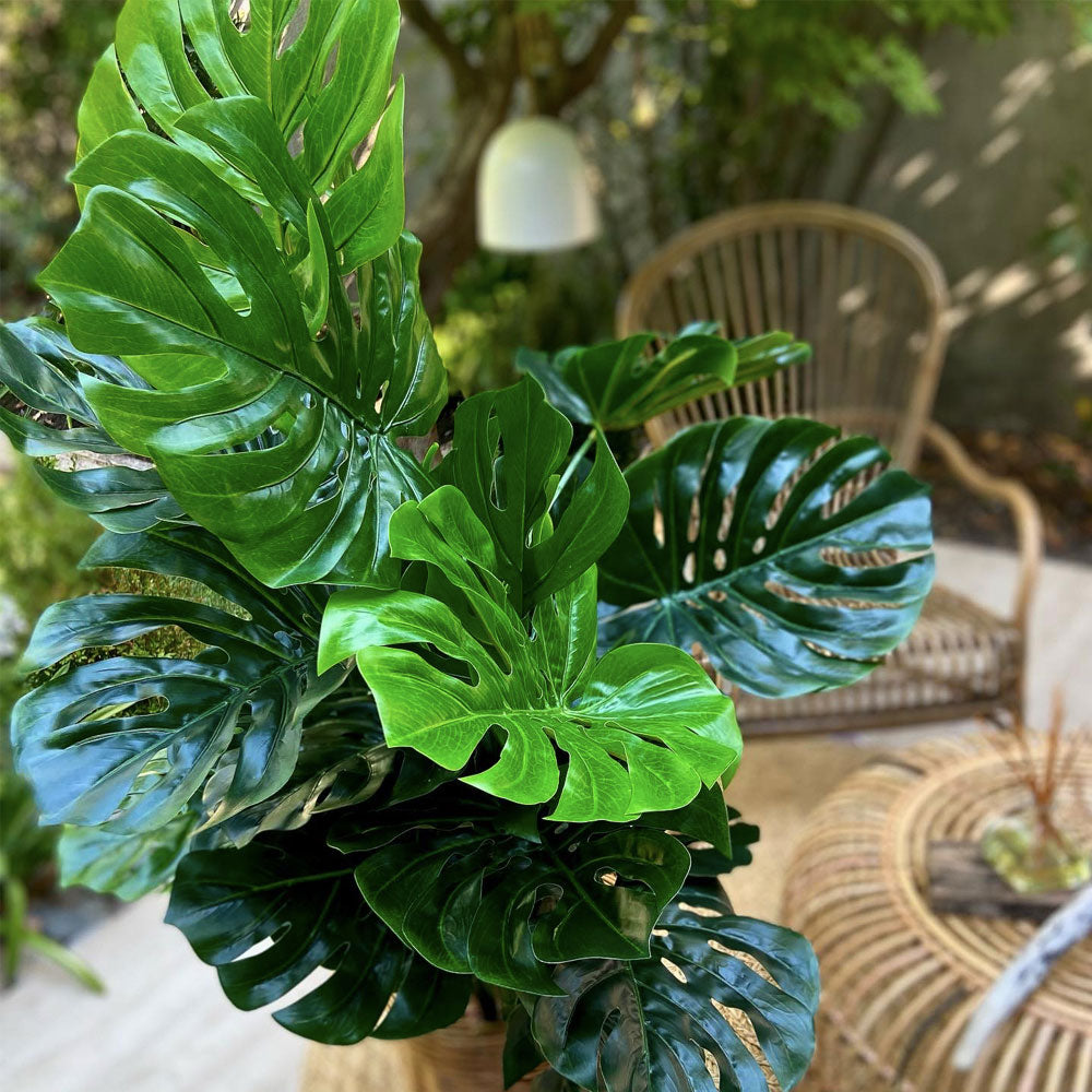 PLANTA MONSTERA 120 CM