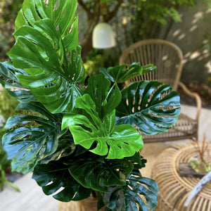 PLANTA MONSTERA 120 CM