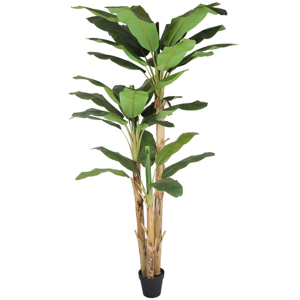 PLANTA BANANO 280 CM