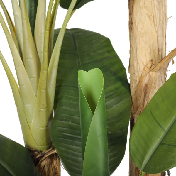 PLANTA BANANO 280 CM