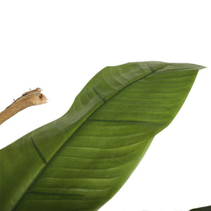 PLANTA BANANO 280 CM