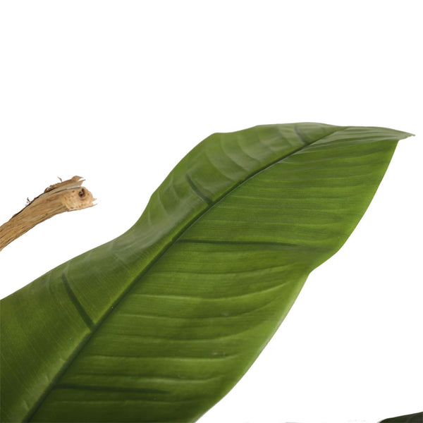 PLANTA BANANO 280 CM