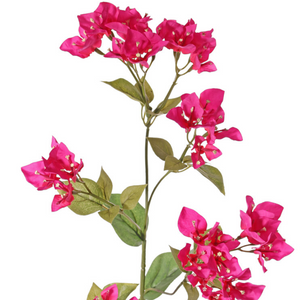 BOUGAINVILLIA  FUCSIA 80 CM