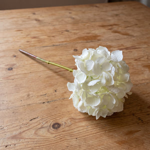 HORTENSIA BLANCA 50 CM