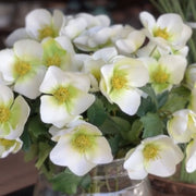 ELÉBORO BLANCO 45 CM