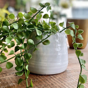 HELECHO BOTÓN COLGANTE 60CM