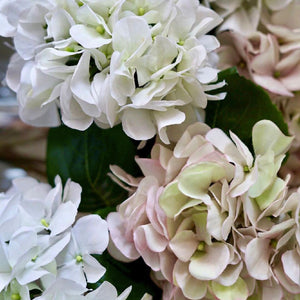 HORTENSIA BLANCA CON ROSADO 60 CM