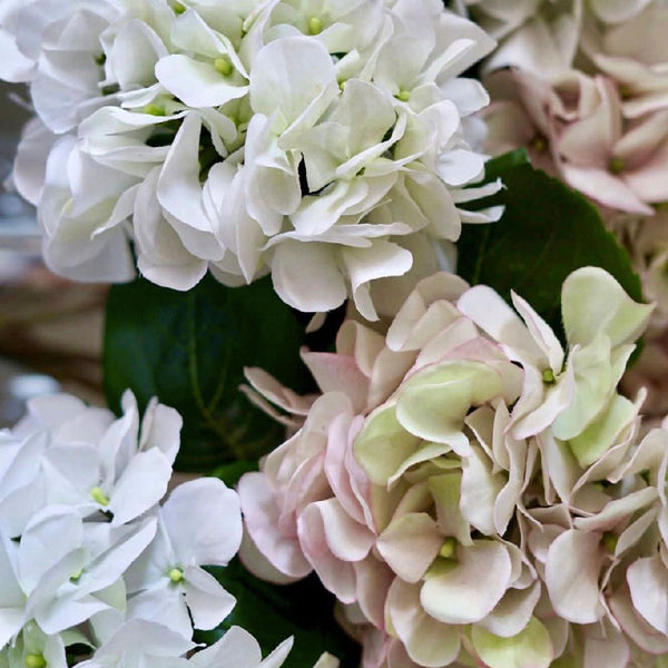 HORTENSIA BLANCA CON ROSADO 60 CM