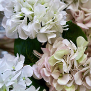 HORTENSIA BLANCA CON ROSADO 60 CM