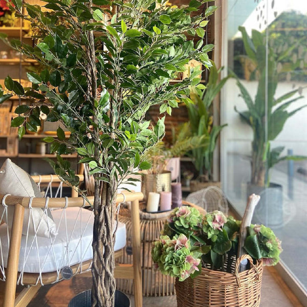 HORTENSIA VERDE CON ROSADO 60 CM