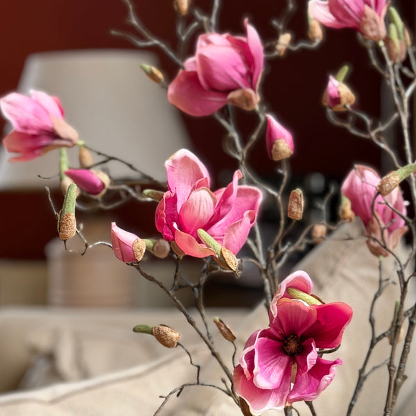 MAGNOLIA ROSA VIEJO 107 CM SOULANGEANA (4 FLORES)