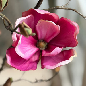 MAGNOLIA ROSA VIEJO 107 CM SOULANGEANA (4 FLORES)