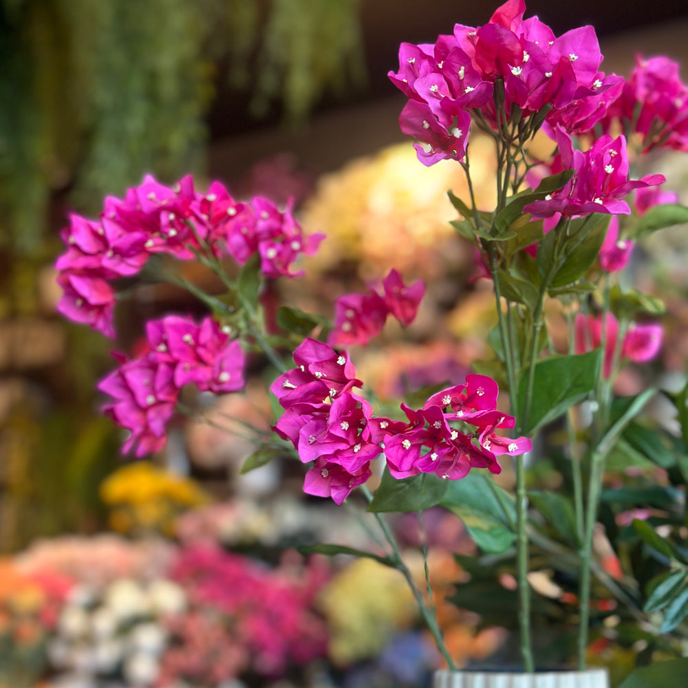 BOUGAINVILLIA  FUCSIA 80 CM