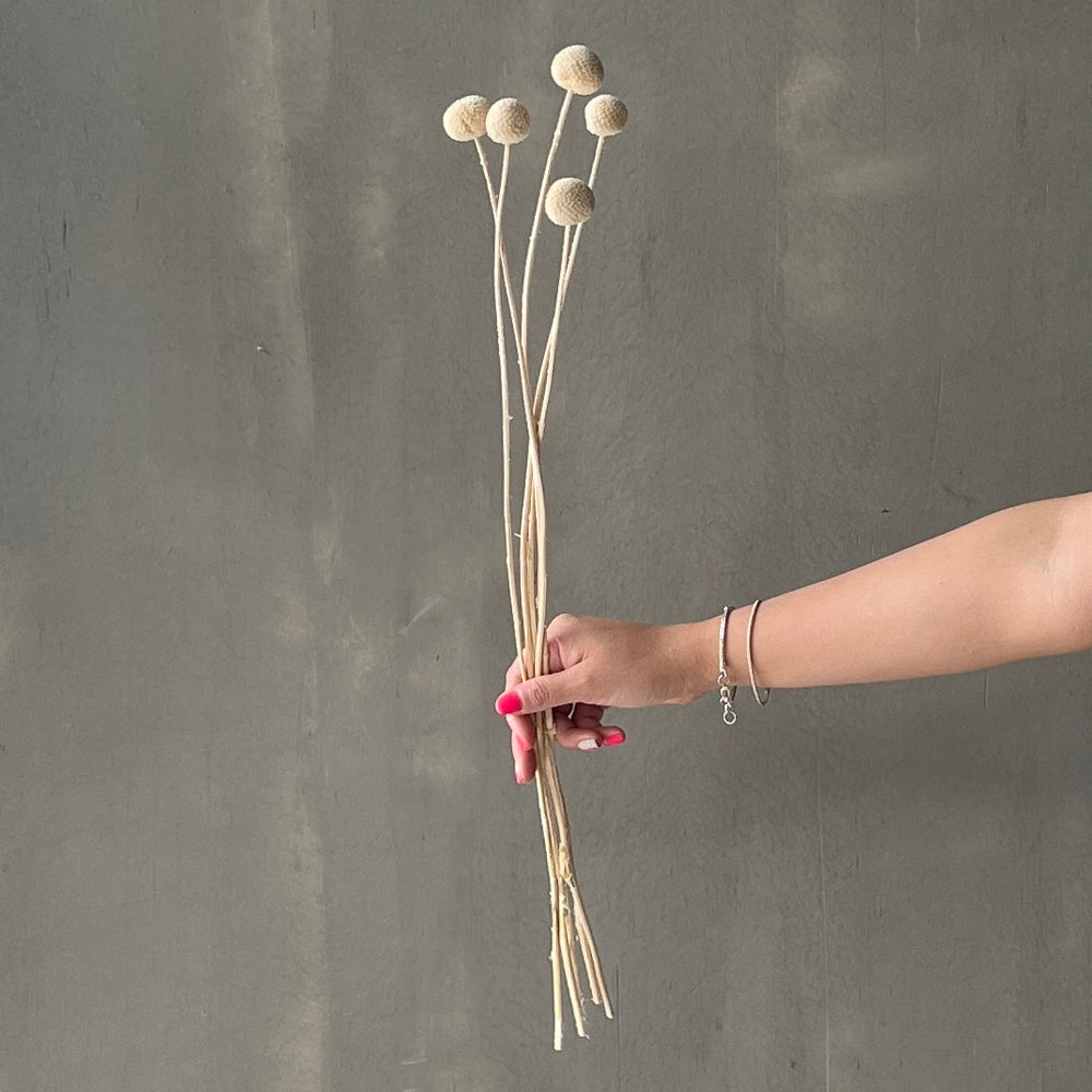 VARAS SECAS CRASPEDIA BLANCA (5)