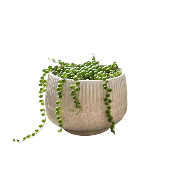 MACETERO POT PRIMA M
