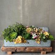 SUCULENTA AEONIUM CAFÉ