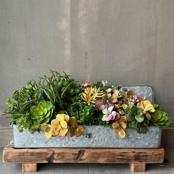 SUCULENTA SENECIO AMARILLO