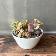 SUCULENTA JADE ROSADO