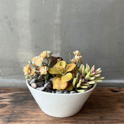 SUCULENTA JADE AMARILLO