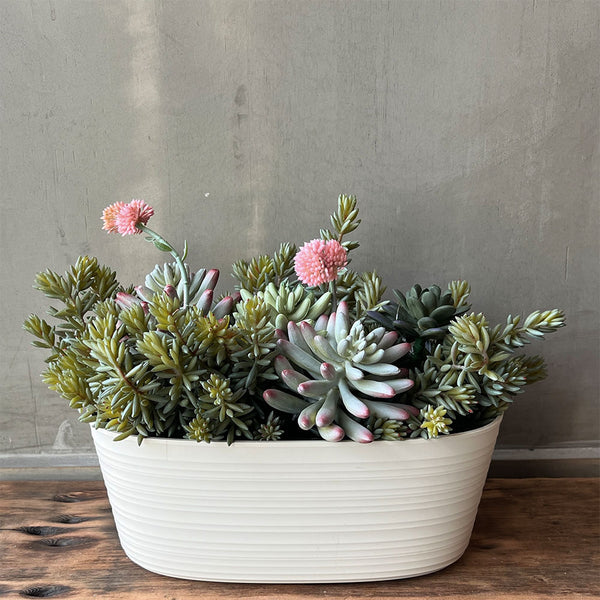 SUCULENTA SEDUM PACHYPYLUM AZUL 23CM