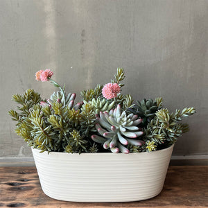 SUCULENTA SEDUM PACHYPYLUM MORADO 10CM