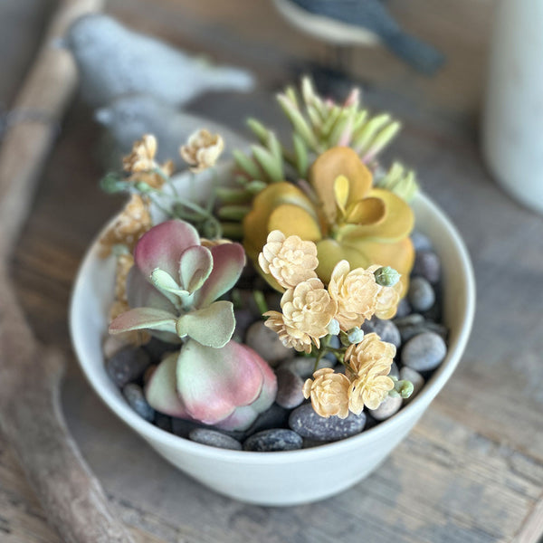 SUCULENTA AEONIUM AMARILLA