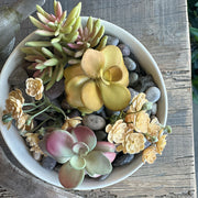 SUCULENTA JADE AMARILLO