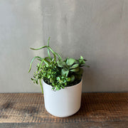 ARREGLO SUCULENTAS VERDE