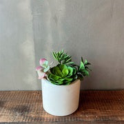 ARREGLO SUCULENTAS JADE